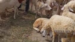 KELUH RESAH PEDANG KAMBING YANG LAGI MEROSOT 