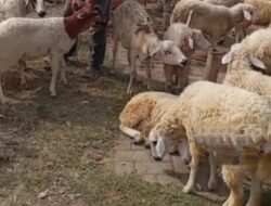 KELUH RESAH PEDANG KAMBING YANG LAGI MEROSOT 