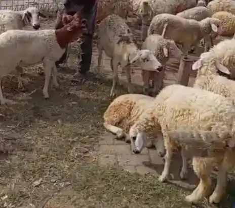 KELUH RESAH PEDANG KAMBING YANG LAGI MEROSOT 