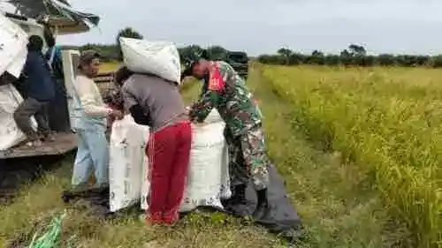 Perkuat Ketahanan Pangan, Babinsa Rawa Mulia Dampingi Panen Padi di Desa Binaan