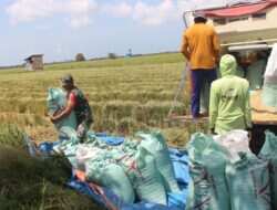 Dukung Hanpangan, Babinsa Babulu Darat Bantu Warga Panen Padi di Sawah