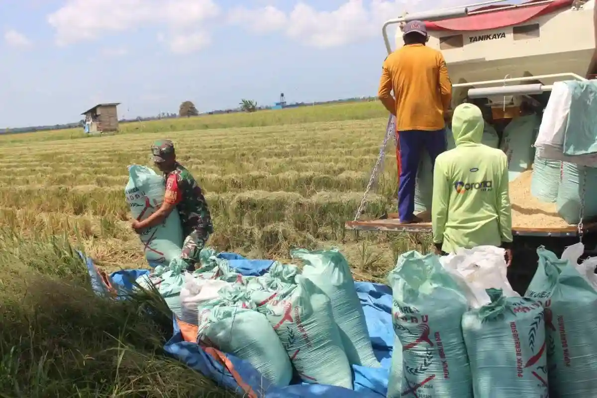 Dukung Hanpangan, Babinsa Babulu Darat Bantu Warga Panen Padi di Sawah