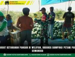 Perkuat Ketahanan Pangan Di Wilayah, Babinsa Dampingi Petani Panen Semangka