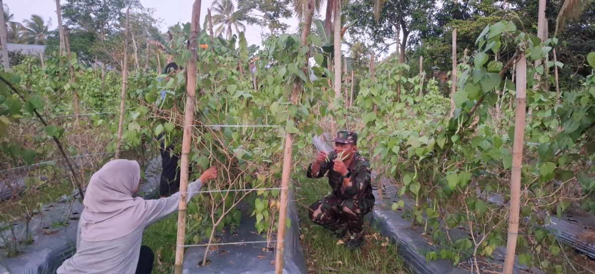 Babinsa Koramil 01/Penajam Ke Ladang Dampingi Petani Panen Buncis