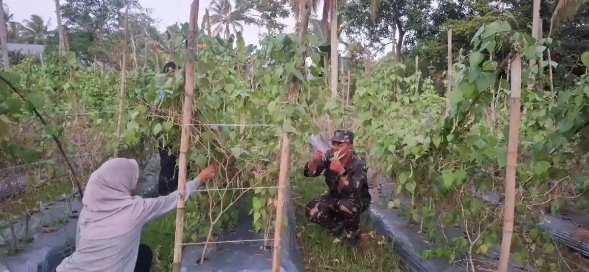 Babinsa Koramil 01/Penajam Ke Ladang Dampingi Petani Panen Buncis