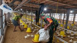 Dukung Hanpangan ,Babinsa Giripurwa Komsos Dengan Peternak Ayam Potong