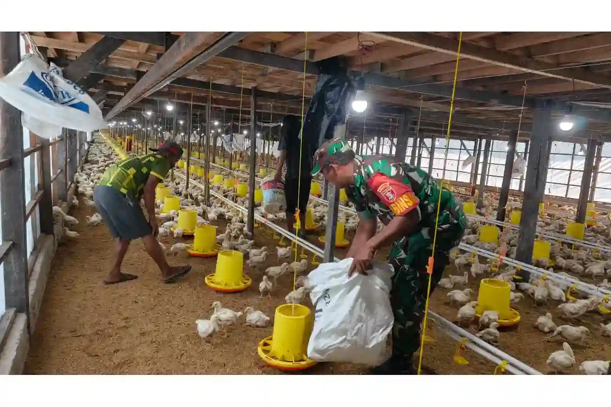 Dukung Hanpangan ,Babinsa Giripurwa Komsos Dengan Peternak Ayam Potong