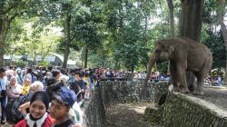 Tarif Masuk Taman Margasatwa Ragunan Diusulkan Naik Jadi Rp 10 Ribu demi Kesejahteraan Satwa