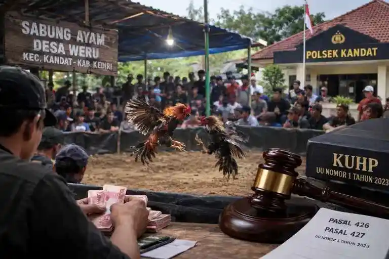 Judi Sabung Ayam di Weru Kandat, Jangan Ada Kesan Pembiaran terhadap Perjudian