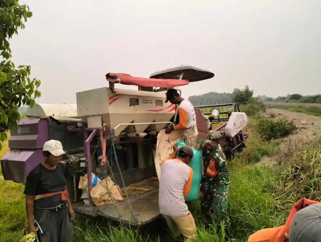 Wujudkan Ketahanan Pangan Nasional , Babinsa Saloloang Bantu Panen Padi Petani