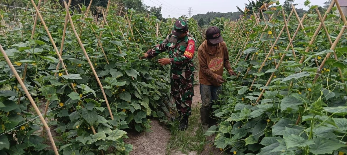Wujud Kepedulian TNI, Babinsa Girimukti Komsos dengan Petani Mentimun